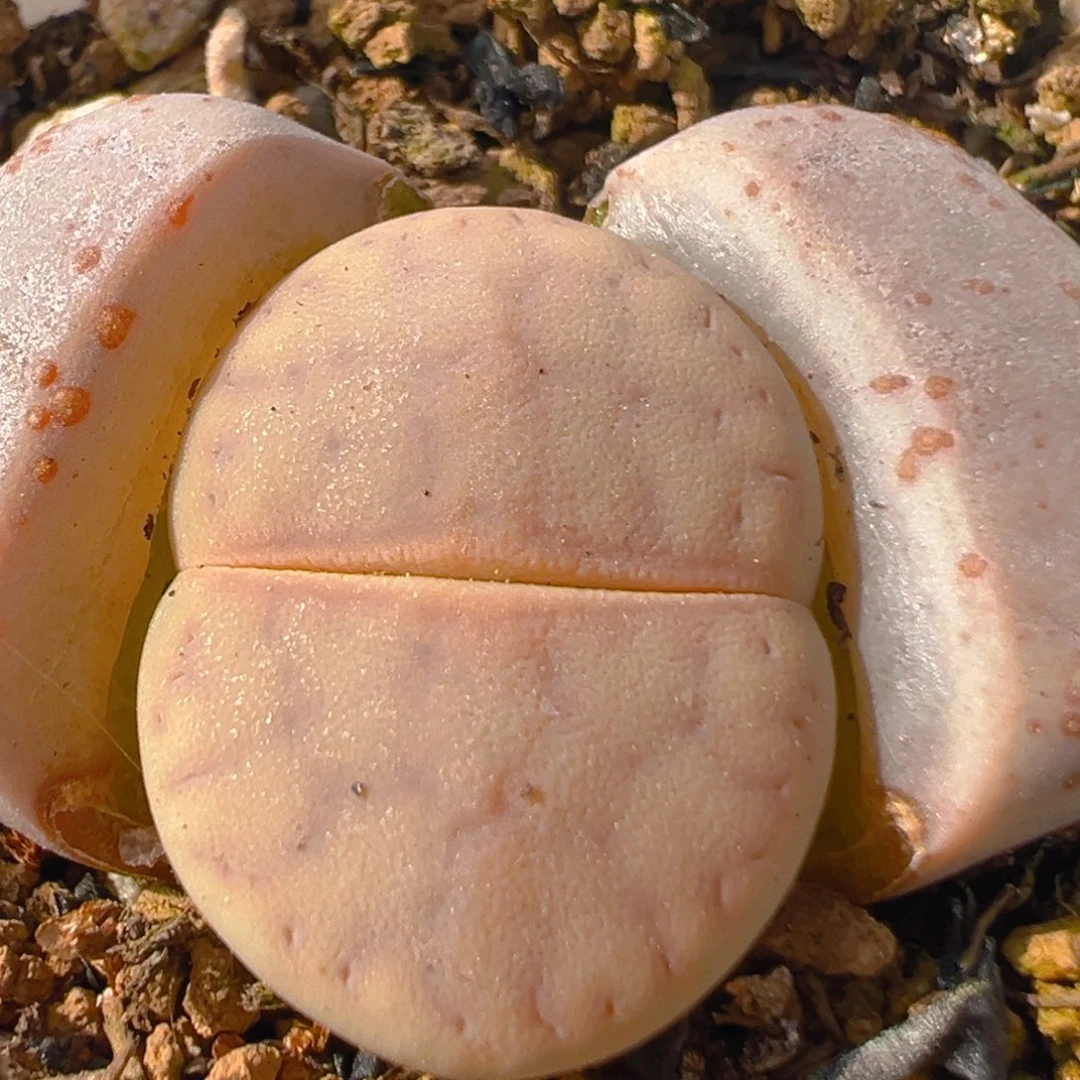 85多肉植物百科知识