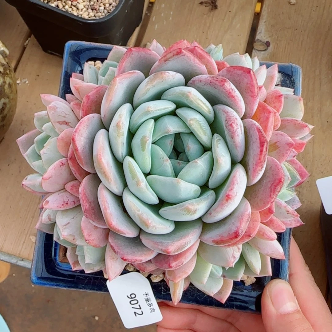 厚梦手捧，9072多肉植物