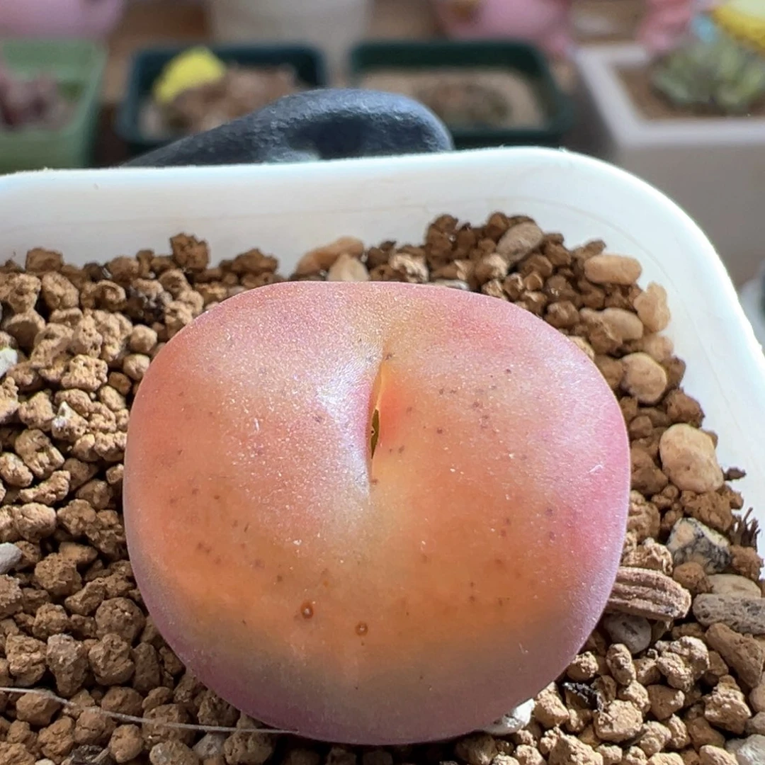 w*92。吕氏孤品 福利。