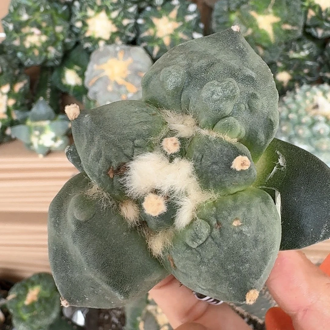 【闪购商品】无花朵不*颜大尤怒涛086