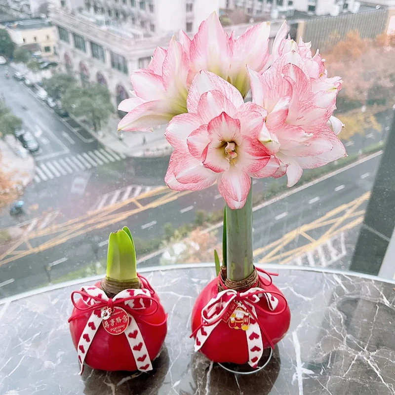 蜡封朱顶红种球节庆佳礼注定红成活特大蜡球种球无养护开花吉祥