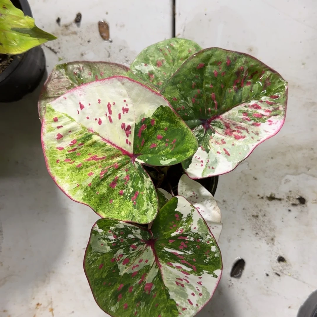 54-0706泰国发货多肉