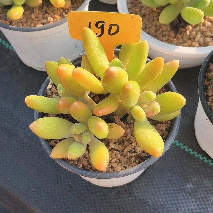 金币一个人的时候了解