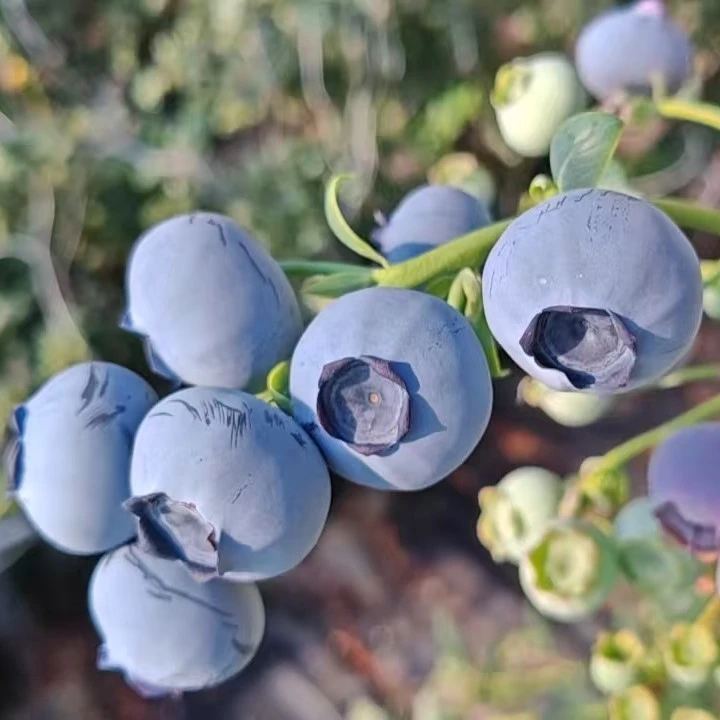 大连蓝莓（F6）头茬果 顺丰包邮