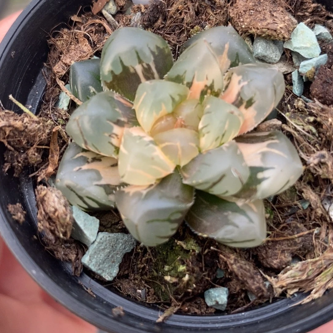 7水中月玉露锦一物一拍