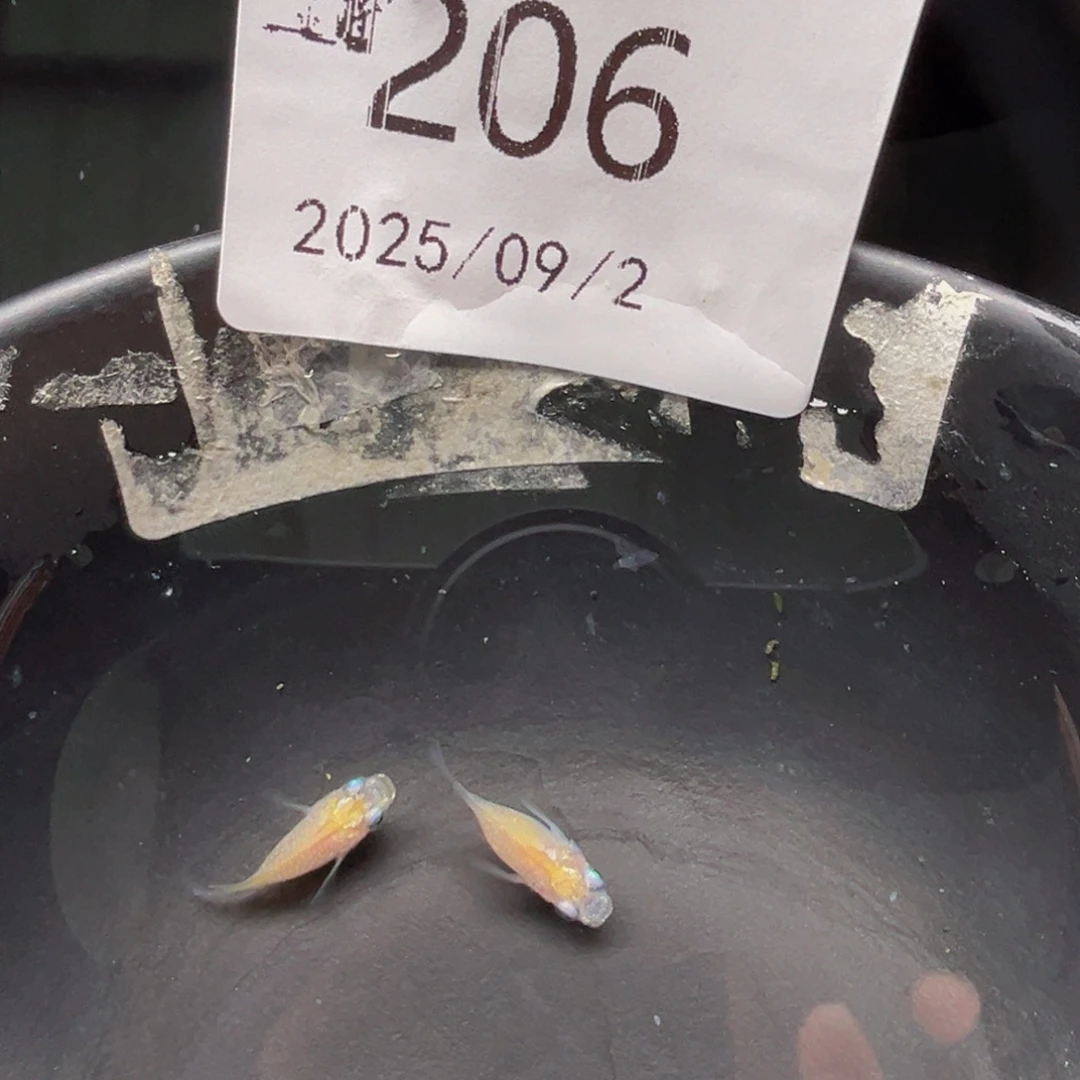 青鳉206白球体一对