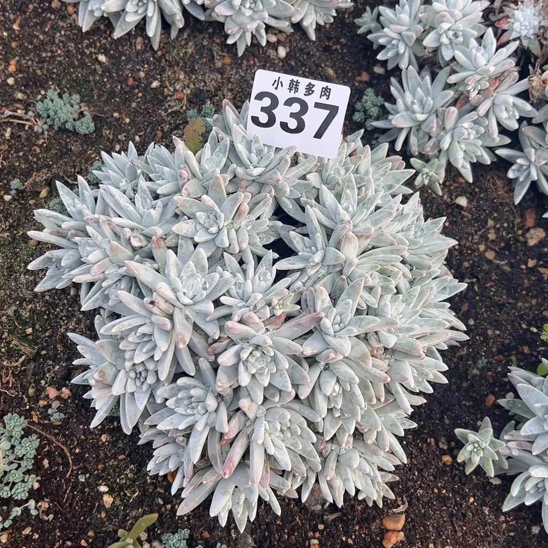 337白菊多肉植物一颗