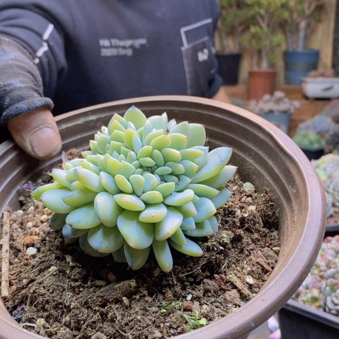 吃****紫77号橙梦露缀化00