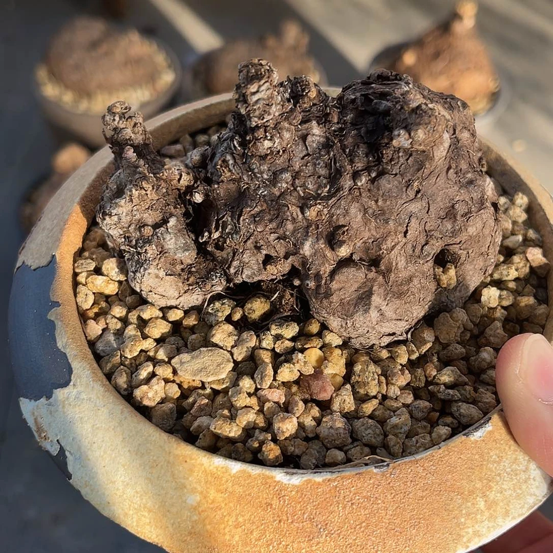 潮流植物一叶龟，黑皮假山款