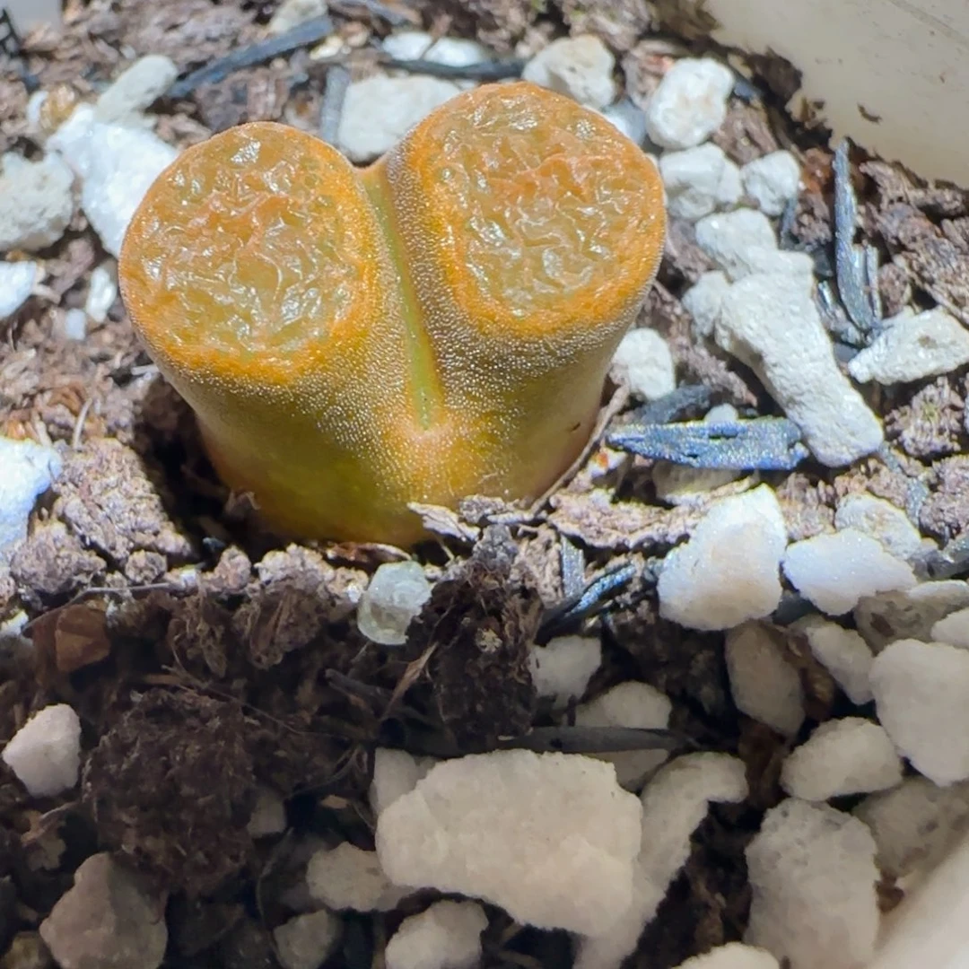 肉锥多肉植物百科-超级蛋糕1357