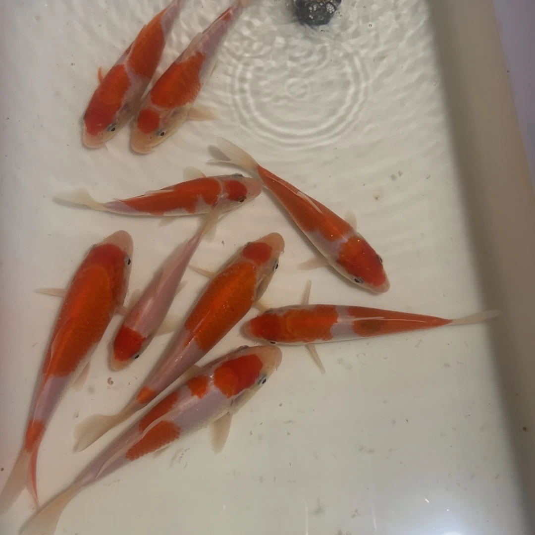 锦鲤自家产锦鲤红白，已定水好养