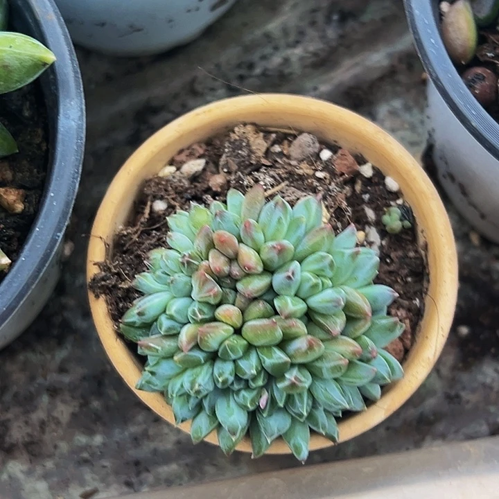 1颗美人系列多肉植物