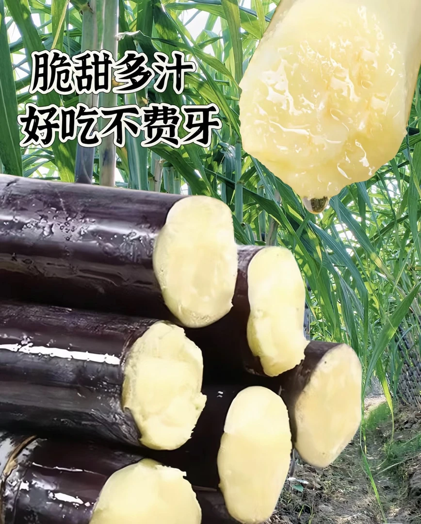 【正宗广西】黑皮水果甘蔗现砍现发应季脆甜多汁产地直发新鲜直达