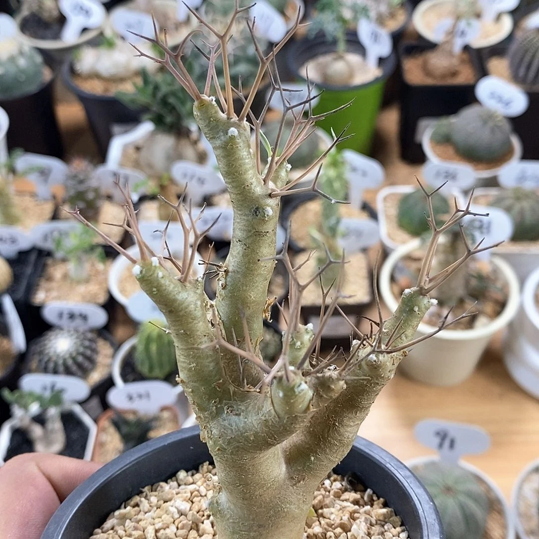 黑鬼殿厚敦菊318号