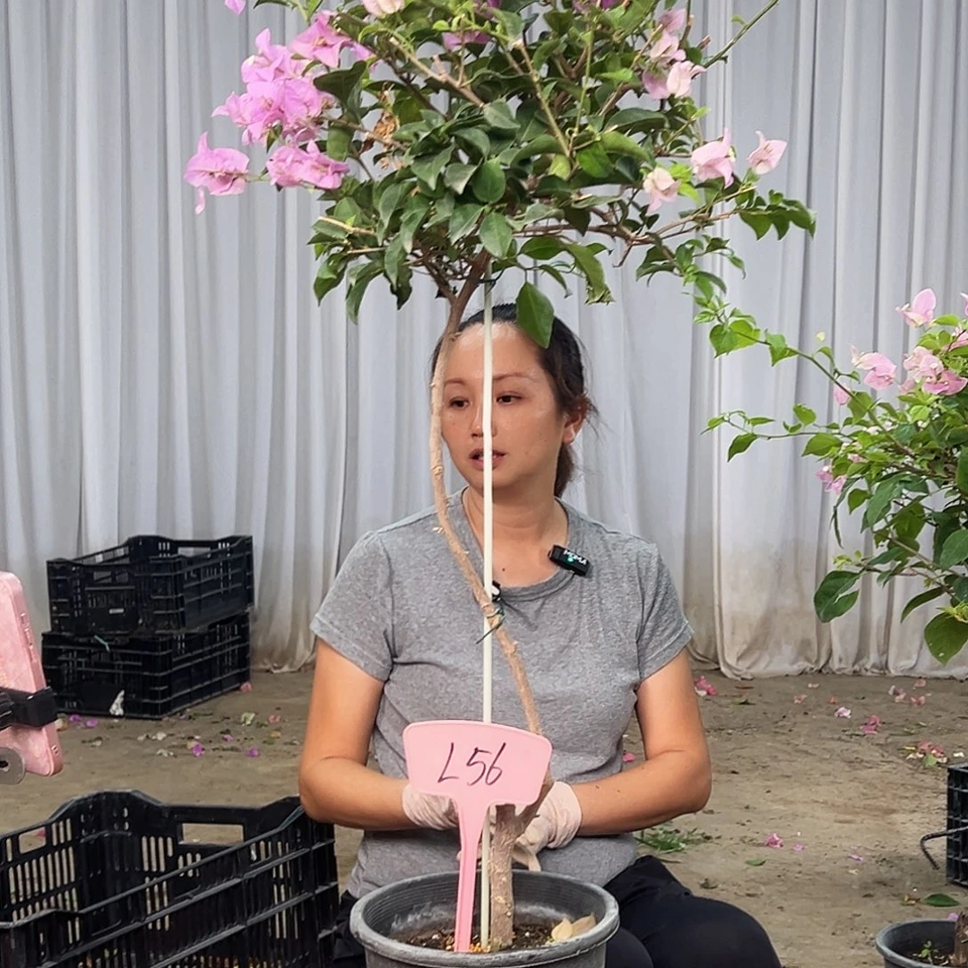 琉***樱大部分花苞少量开放L56巴西紫