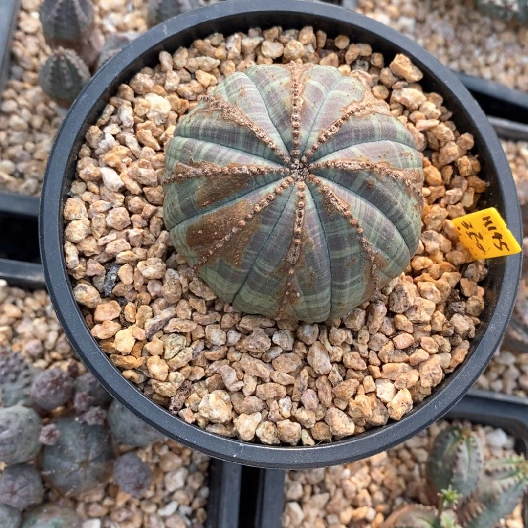 18 欧系实生布纹球多肉植物
