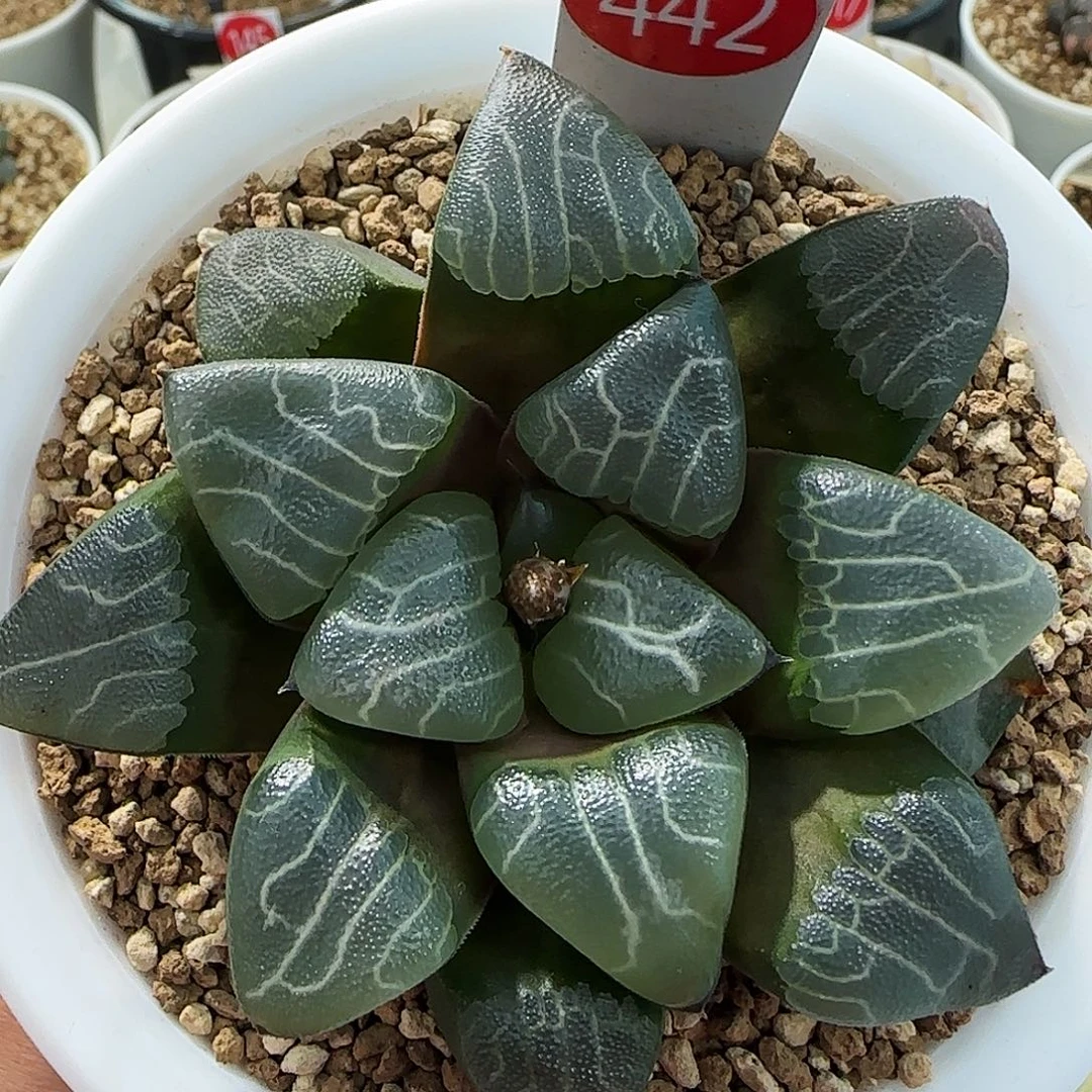 442号实生克一物一拍带盆