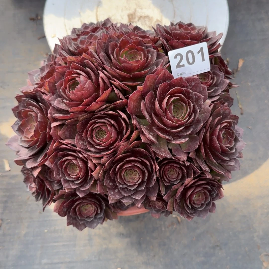 念*201多肉植物桃花