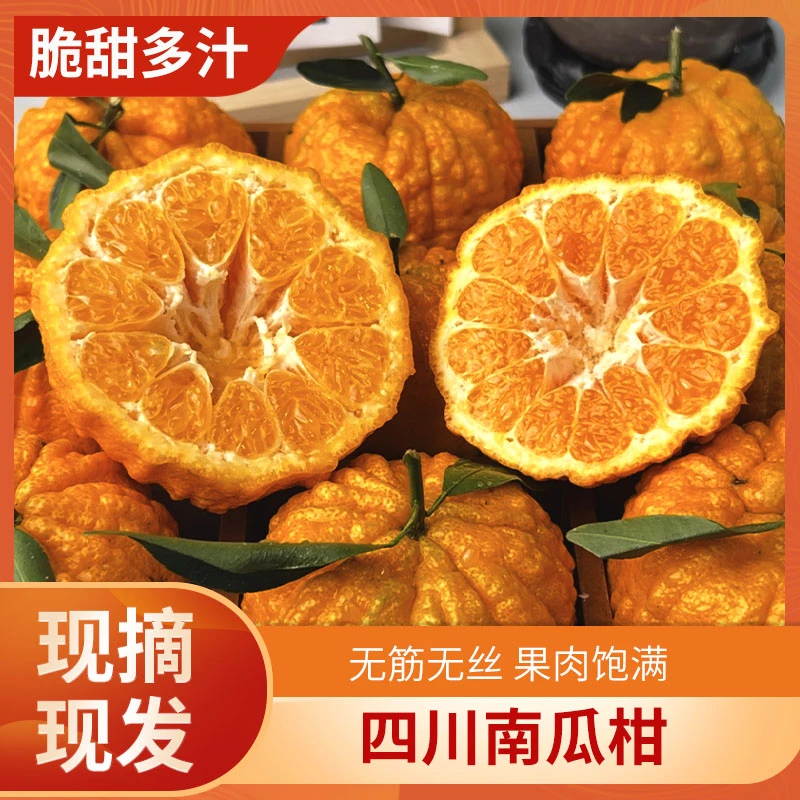 圣诞四川南瓜柑发财柑灯笼柑送礼盒多汁现摘现发应季水果高档礼盒