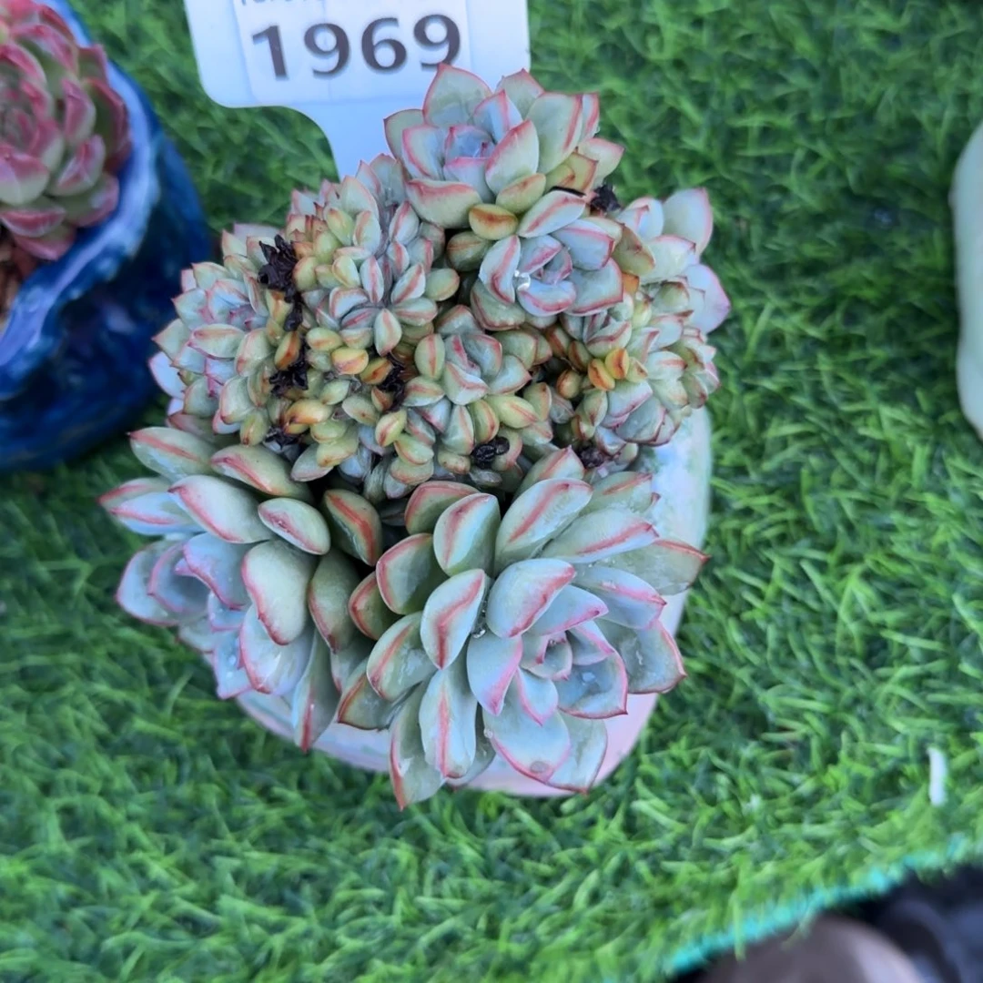 雨***后多肉植物1969不带盆