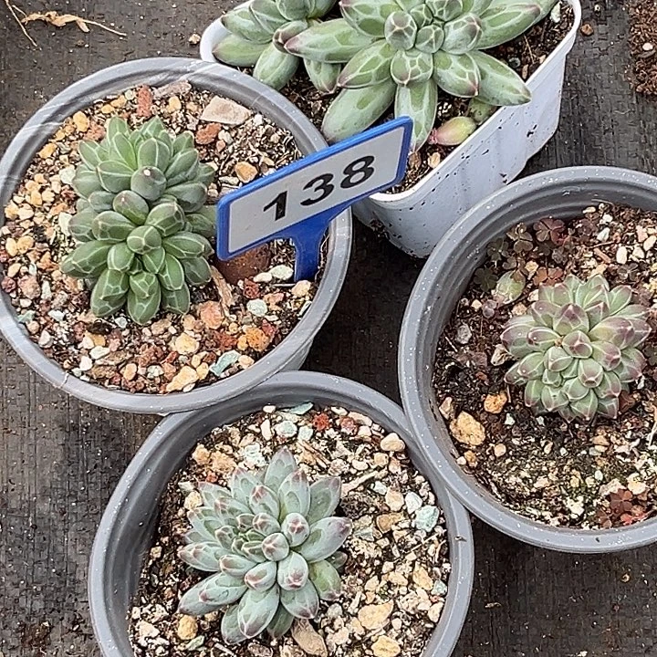 伊卡家族一物一拍138