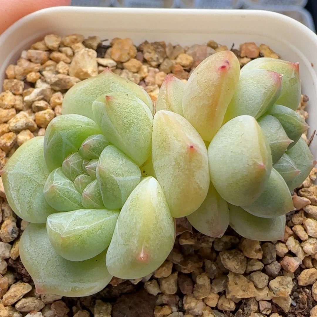 【满39包邮非偏远】235