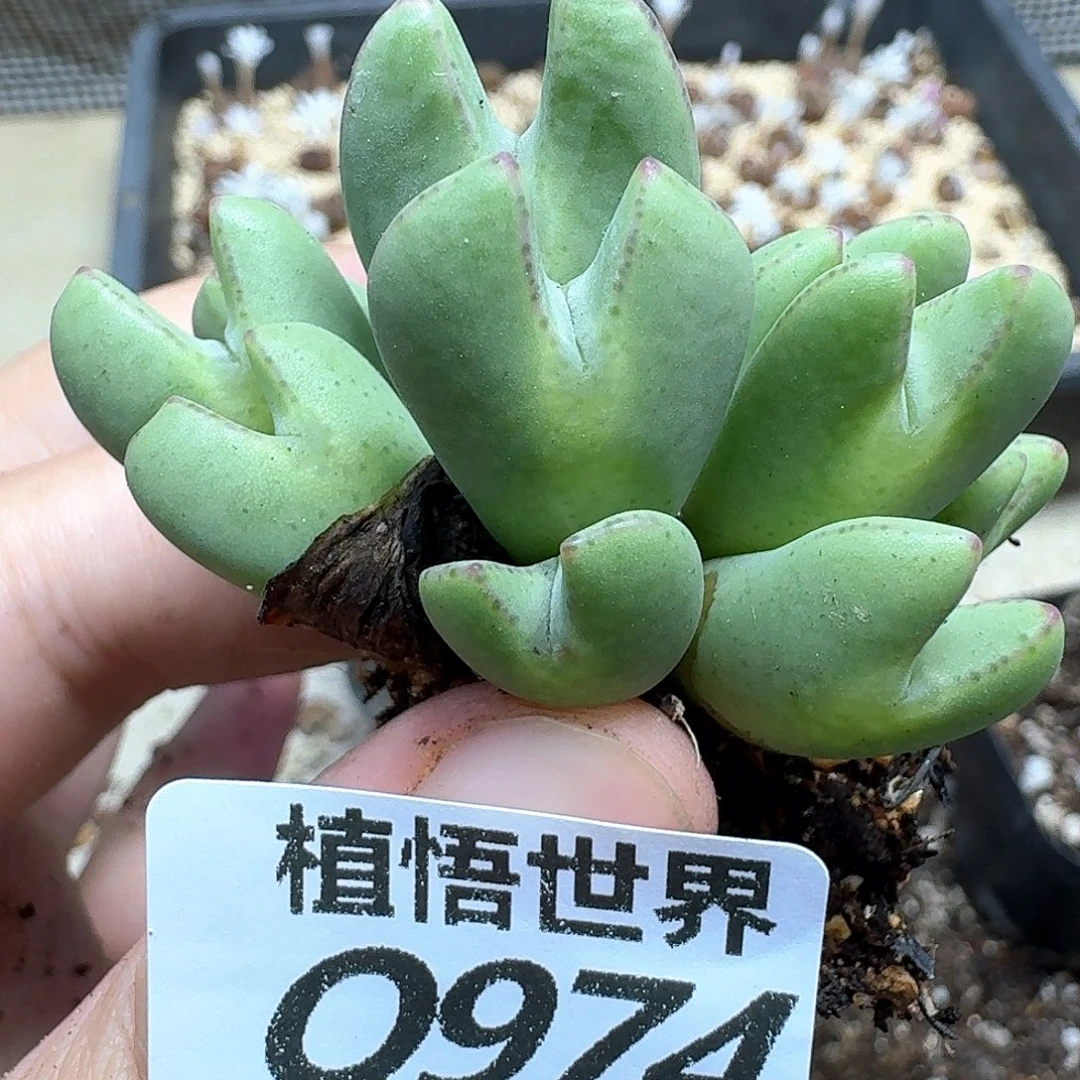 多肉植物的润泽恶臭