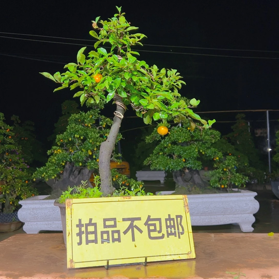 无花朵嫁接金弹子