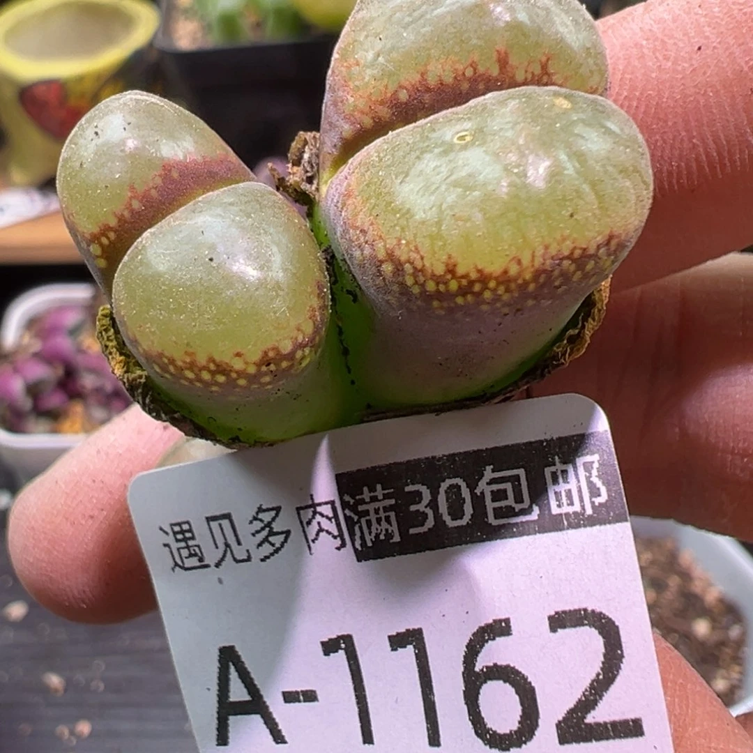 多肉植物1111111111111
