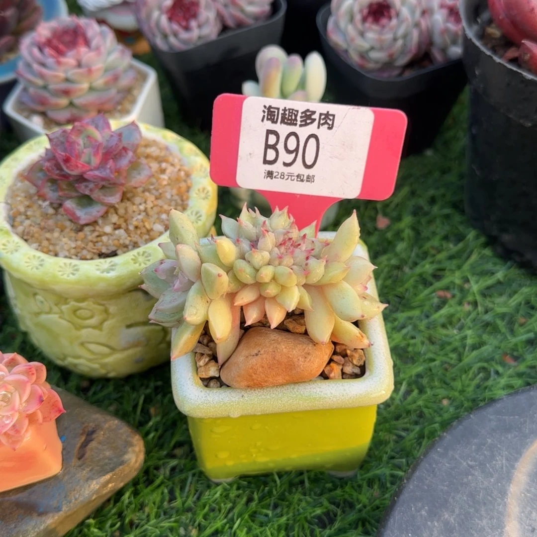 多肉植物黄金璀璨的一个对话