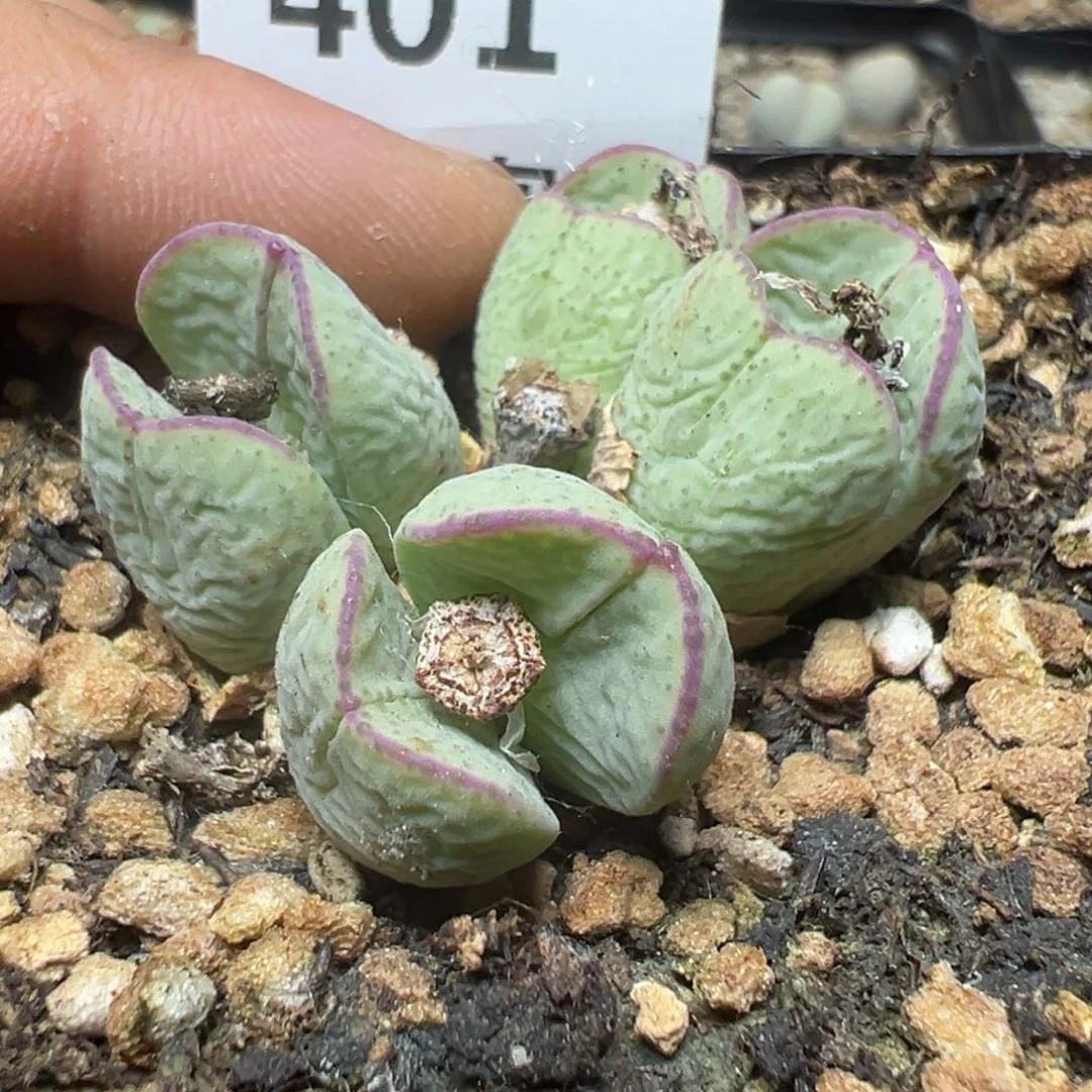 【闪购商品】 401。