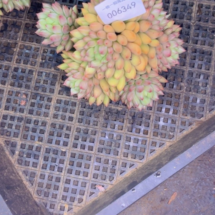 吖***妹多肉一物一拍6349