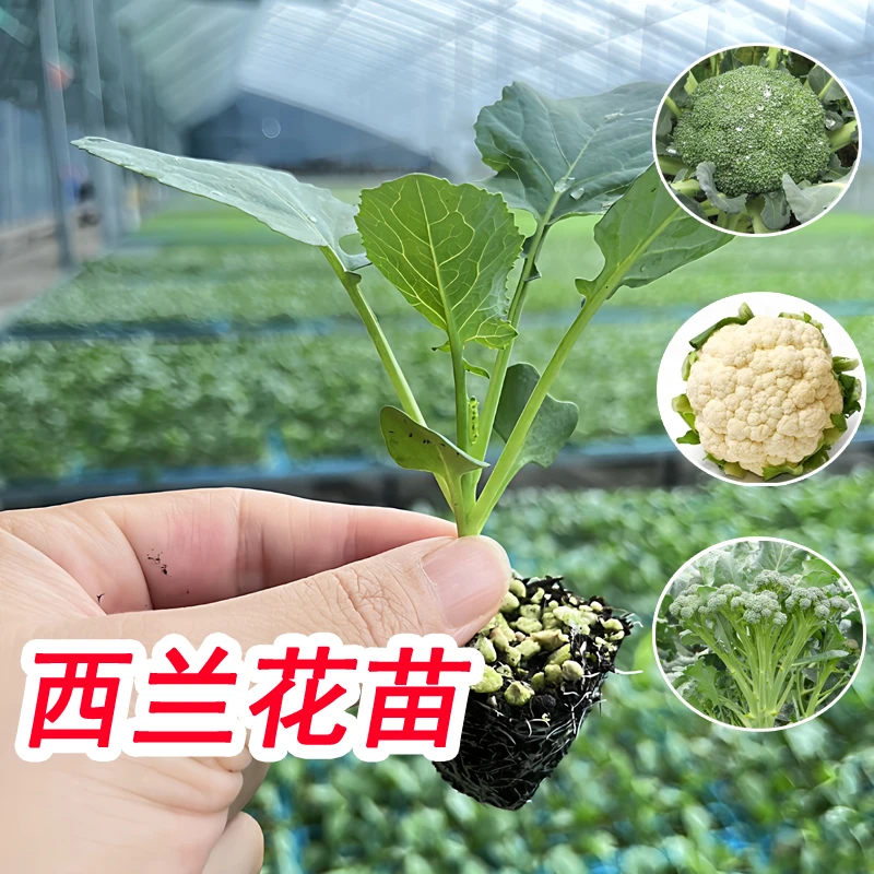 正宗西兰花秧苗带青梗松花菜西蓝花椰菜苗盆栽西兰苔优质蔬菜秧苗