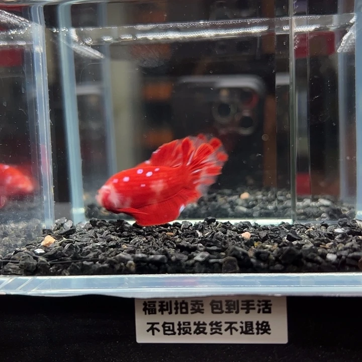 斗鱼竞拍跑单拉黑23日105
