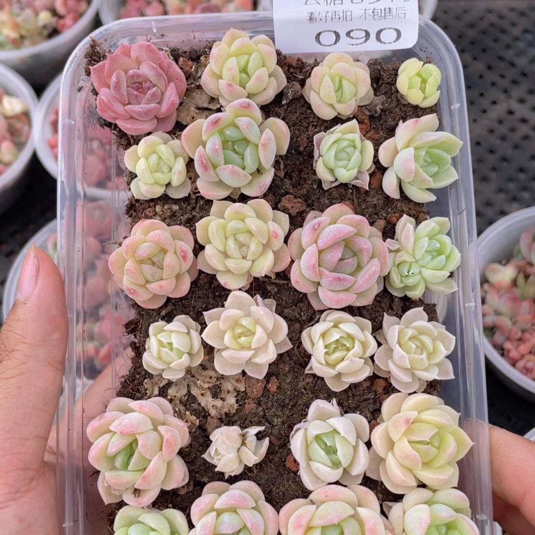 云糖心多肉植物90
