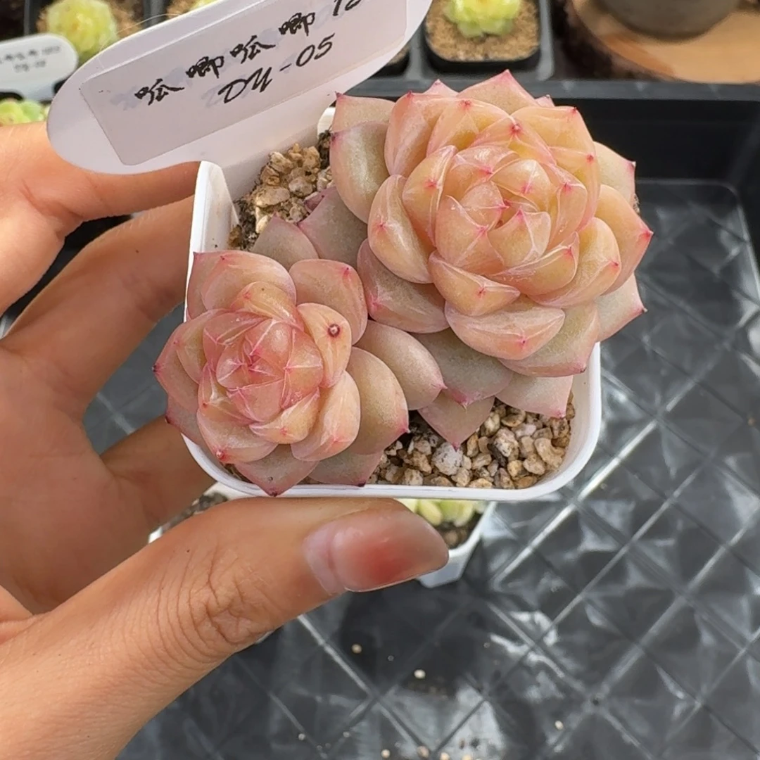 1212-5-海洋之星b双头多肉