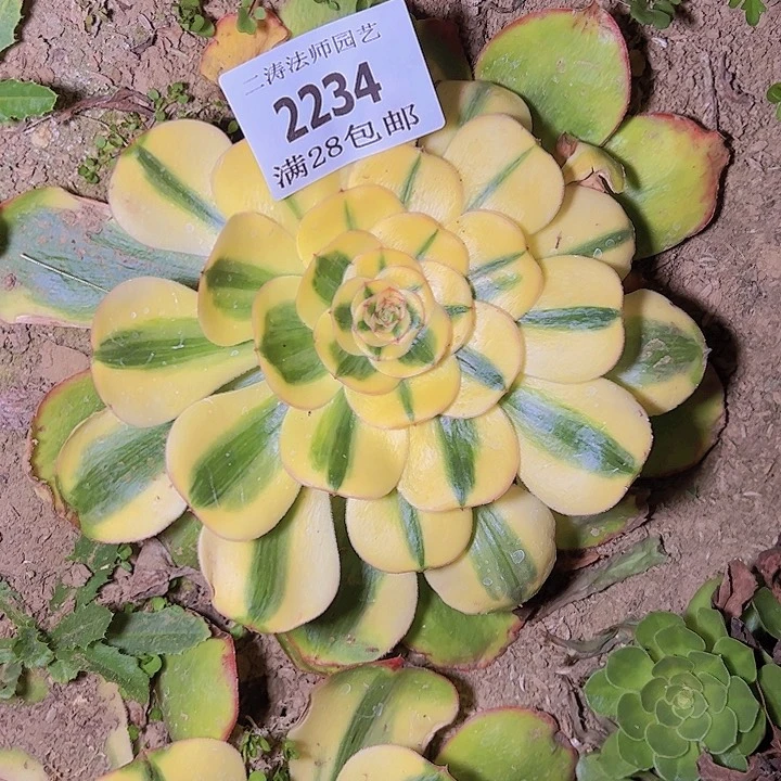 2234王妃君美丽多肉植物