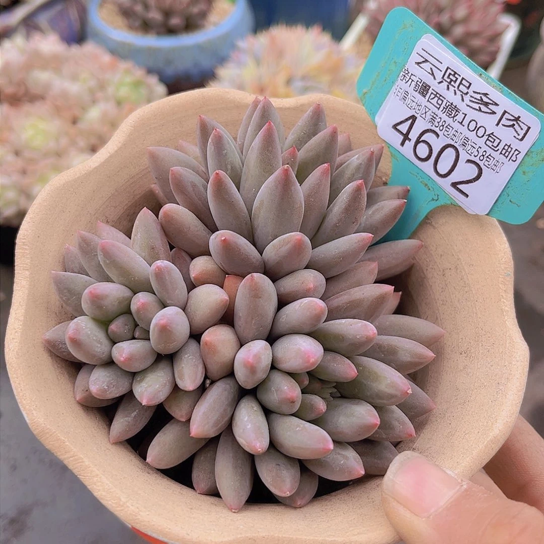 4602黄体红蜻蜓。