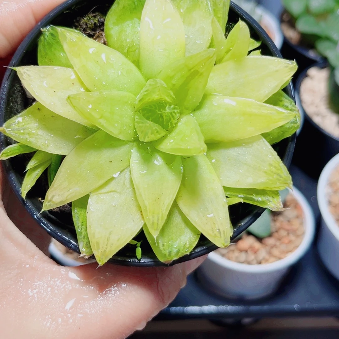 黄金玉露多肉植物6666