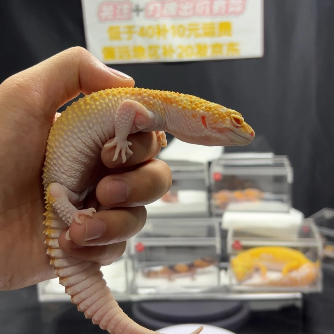 豹纹守宫无纹暴龙妹妹