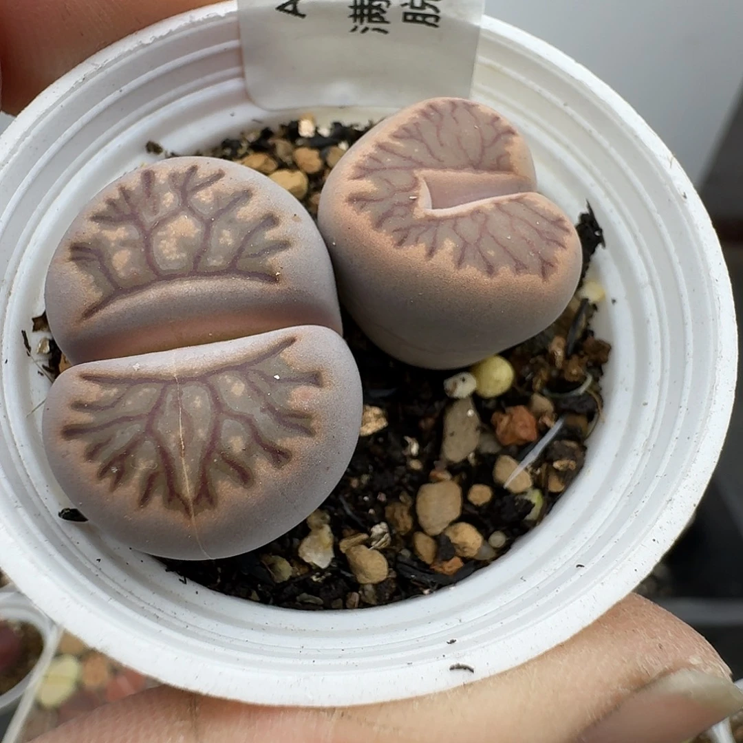 396多肉呼呼聚聚哈哈