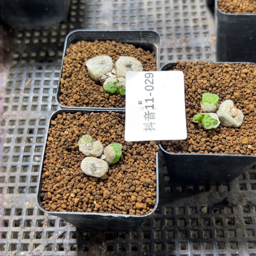 11-29量拍烧麦一群