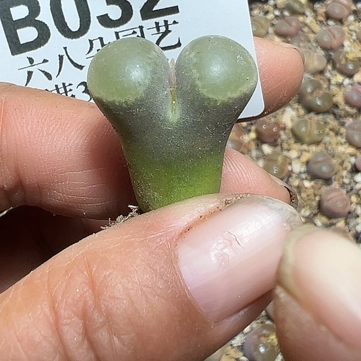 032号风铃多肉植物