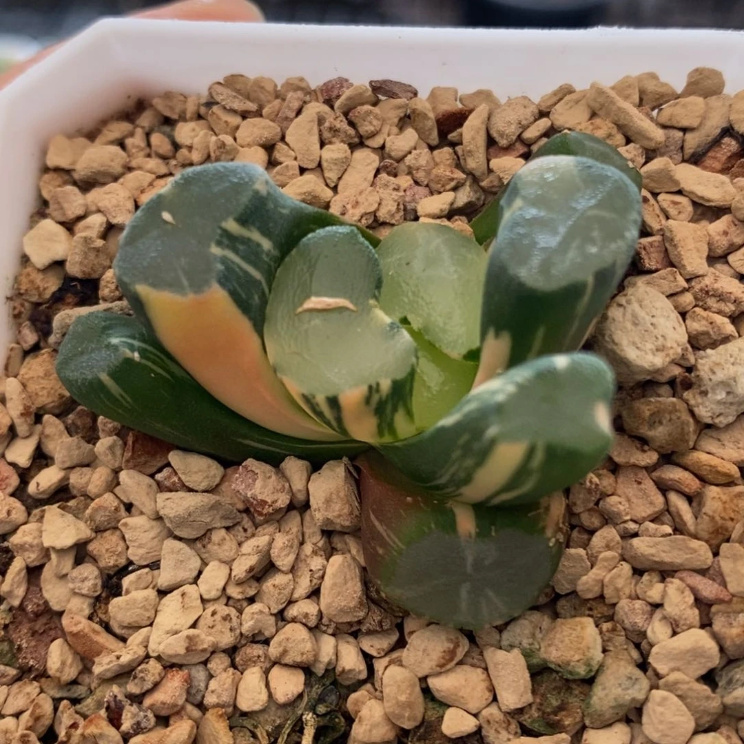 749号透镜万象锦绣