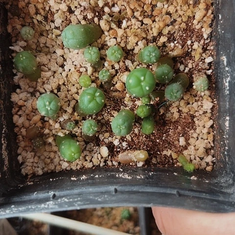 850清棚特价出售哦