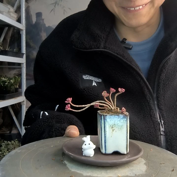 贝**泪小盆景小植物一物一拍258