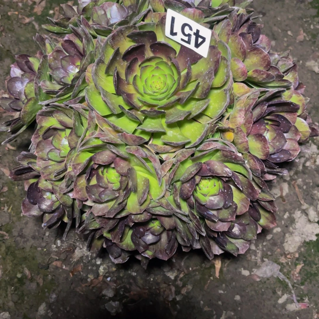 黑魔法师26///5包邮