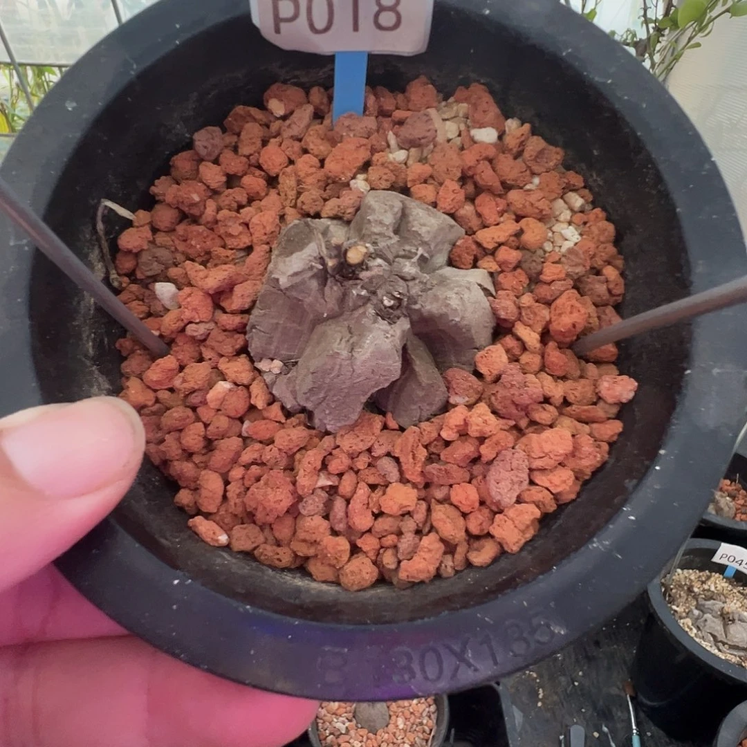 多肉植物专拍 一物一拍 南非龟甲龙018