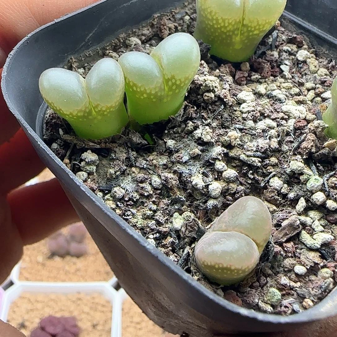 向***看哈哈哈哈哈哈就哈哈46948