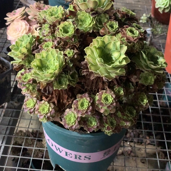 578韶华多肉植物特价